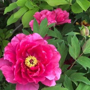 Meet your Posher, Edwina